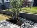 玄関横を彩る、シラカシの植栽スペース