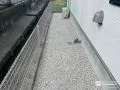 防草シートと白河砂利で仕上げた清潔感のある犬走りの工事