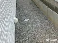 雑草の生えにくい犬走り