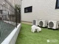 ワンちゃんの足に優しいフカフカの人工芝を敷設したお庭工事