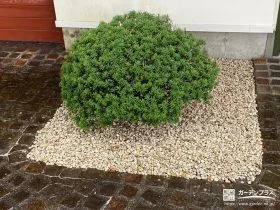 可愛らしい形に整えたドウダンツツジ[施工後]