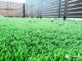 やわらかな芝生が気持ちいい人工芝