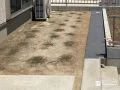 お庭にクラピアを施工