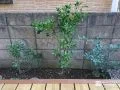 数種類の植栽と防犯砂利で整えたお庭周りのリフォーム工事