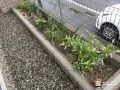 化粧ブロックを積みソヨゴとハイノキを植えた花壇の設置工事