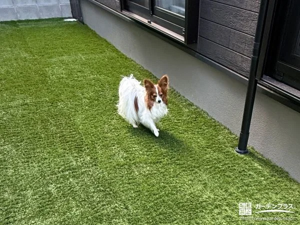 人工芝敷設でワンちゃんの足に優しいドッグランをつくった工事