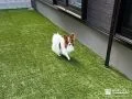 人工芝敷設でワンちゃんの足に優しいドッグランをつくった工事