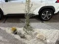 植栽が引き立つ植栽スペース