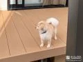 ワンちゃんが寛げるウッドデッキ