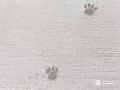 肉球デザインのアプローチ