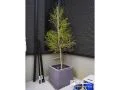 鉢植えの「メラレウカ」