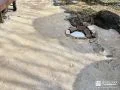 真砂土とセメントを使用してナチュラルに雑草対策をした工事
