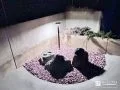 夜間のライトアップで美しく演出されるお庭