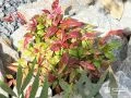 ロックガーデンの植栽