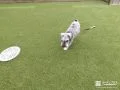 ワンちゃんが走り回るのに気持ちが良い芝敷きのお庭
