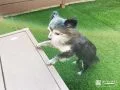 ウッドデッキを行き来するワンちゃん