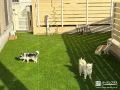 わんちゃんがのびのび遊べる人工芝敷きのお庭をつくった工事