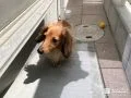 ワンちゃんに優しいスロープ