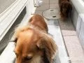 昇り降りしやすいスロープに喜ぶワンちゃん