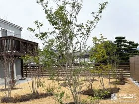 敷きの移ろいを感じられるソヨゴを植えたお庭リフォーム工事