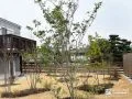 敷きの移ろいを感じられるソヨゴを植えたお庭リフォーム工事