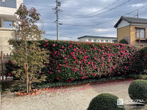 季節の彩りを楽しめる美しい常緑ヤマボウシをお庭に植えた工事