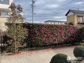 季節の彩りを楽しめる美しい常緑ヤマボウシをお庭に植えた工事
