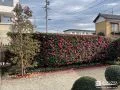 季節の彩りを楽しめる美しい常緑ヤマボウシをお庭に植えた工事