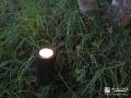 夜の植栽を美しく照らすアップライト
