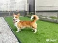 ワンちゃんの脚に優しい柔らかな質感に仕上げた人工芝のお庭工事