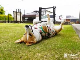 愛犬がごろんと寝転んだりしたくなる天然芝のドッグラン