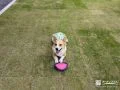 天然芝のドッグランで遊ぶワンちゃん 天然芝のドッグランで遊ぶワンちゃん