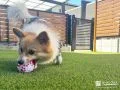 お庭で遊ぶ楽しそうなワンちゃん お庭で遊ぶ楽しそうなワンちゃん