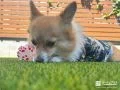 お庭で寛ぐワンちゃん お庭で寛ぐワンちゃん