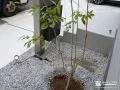 夜間にはライトアップされるアオダモ