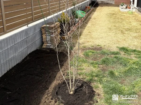 一画に植えたアオハダが季節の変化とともに印象を変えるお庭工事