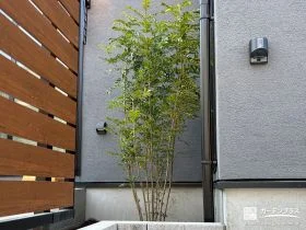 常緑でいつでも美しい姿を保つシマトネリコ[施工後]