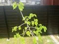 お庭での時間を人目を気にせず楽しめる目隠しフェンス工事