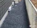 犬走り野雑草対策