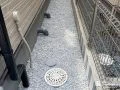 雑草対策と花壇づくりで犬走りとお庭をすっきり整える外構工事