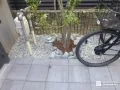シマトネリコと自然石で彩るコンパクトな植栽スペース