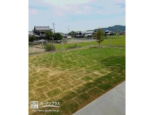 No.5036 くつろぎの空間に、緑豊かな芝生の設置工事