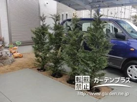 駐車スペースとの仕切りにコニファーを植栽