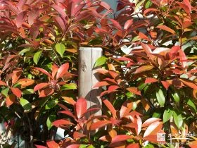 赤く色づく様子が美しいレットロビン