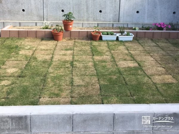 芝生にキューブ型のデザインブロックが可愛く並ぶ花壇のガーデンリフォーム工事