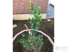 植栽スペース[施工後]