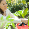 [写真]野菜を収穫する女性