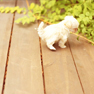 [写真]デッキに座る子犬