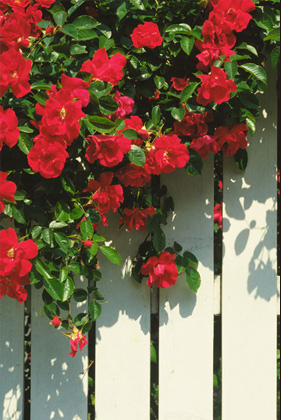 [写真]お庭で咲き誇る赤いバラ