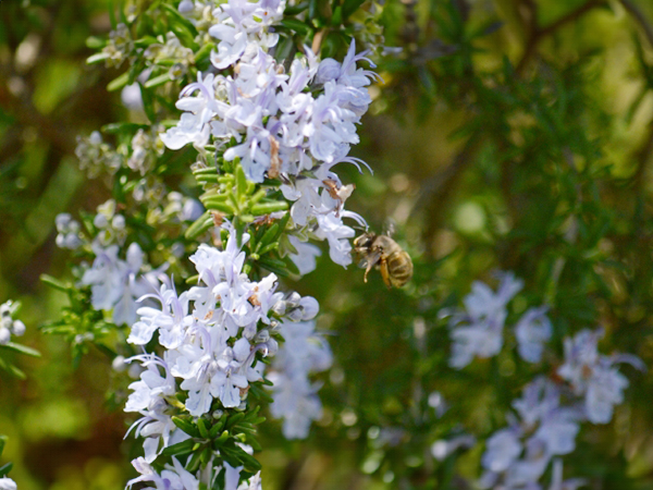 ローズマリー